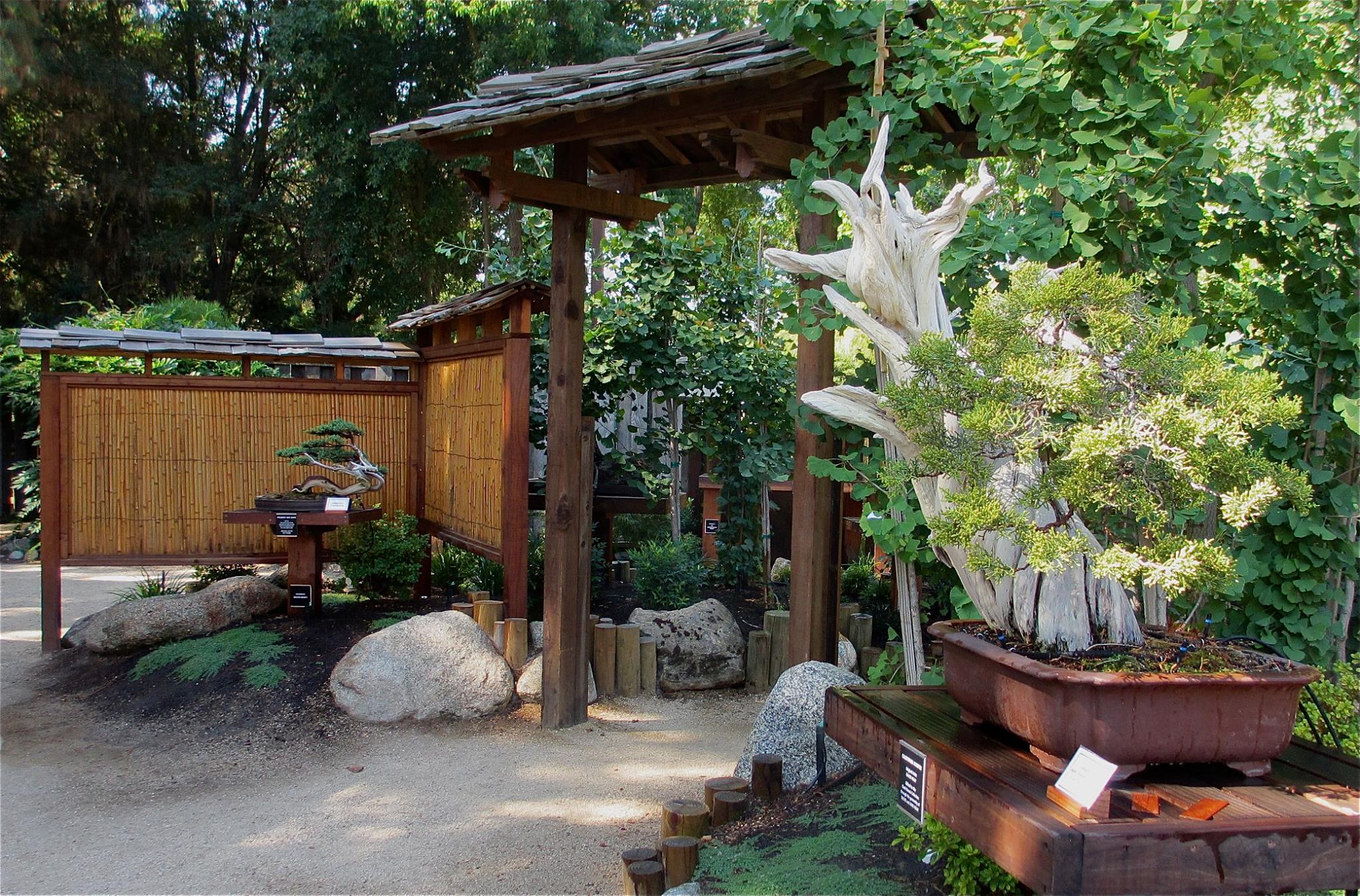 Inside Clark Bonsai