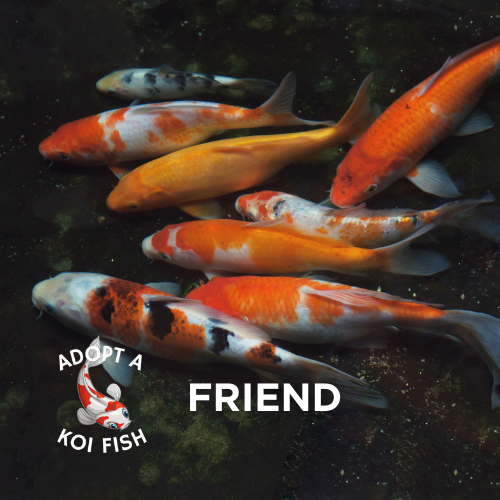 Adopt a Koi Friend