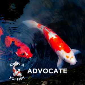 adopt a koi advocate image