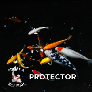 adopt a koi protector image