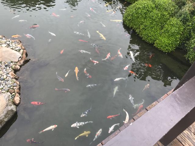Shinzen Koi Pond