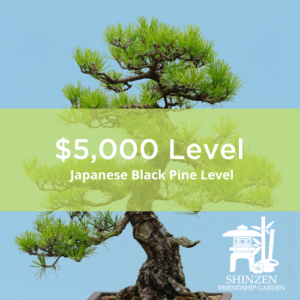 5000 Japanese Black Pine Level