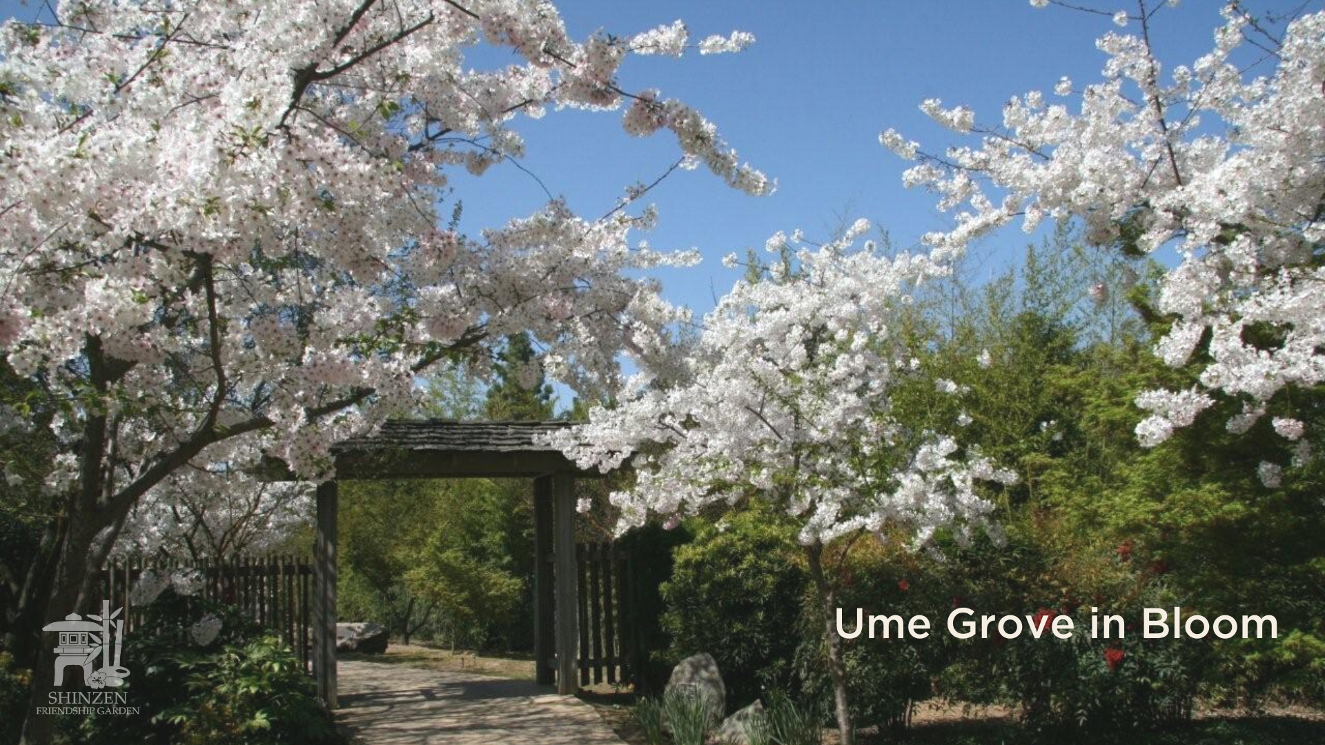Ume Grove in Bloom