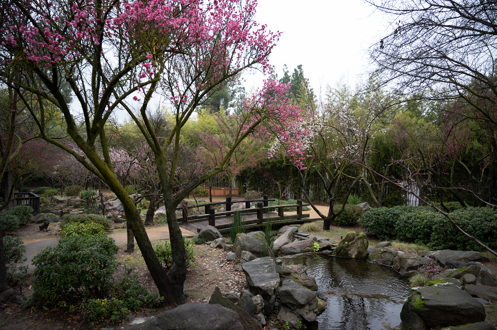 ume blossoms at shinzen garden in fresno