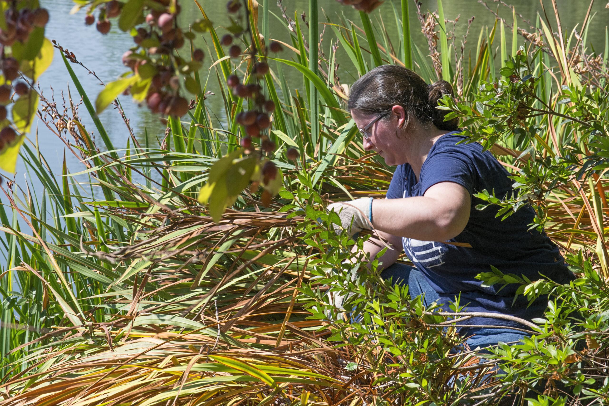 Shinzen Friendship Garden volunteer trimming plants