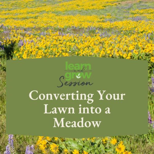 converting your lawn into a meadow workshop at shinzen garden