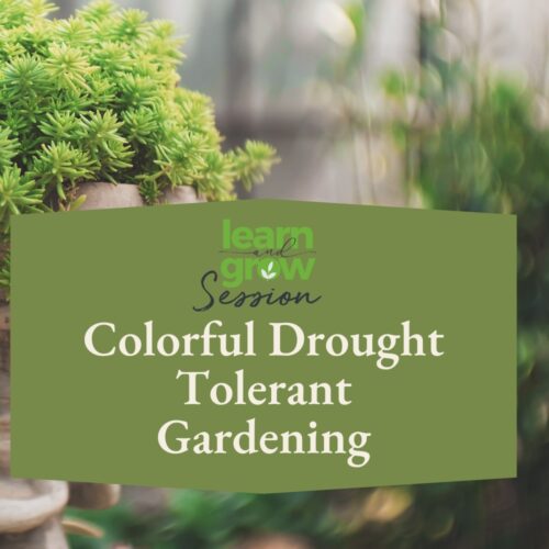 colorful drought tolerant and waterwise gardening workshop at shinzen garden