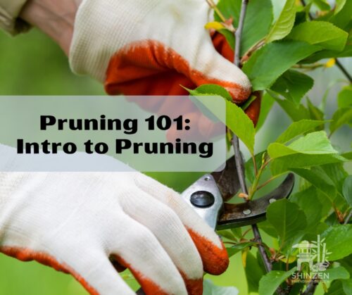 pruning 101 intro to pruning workshop